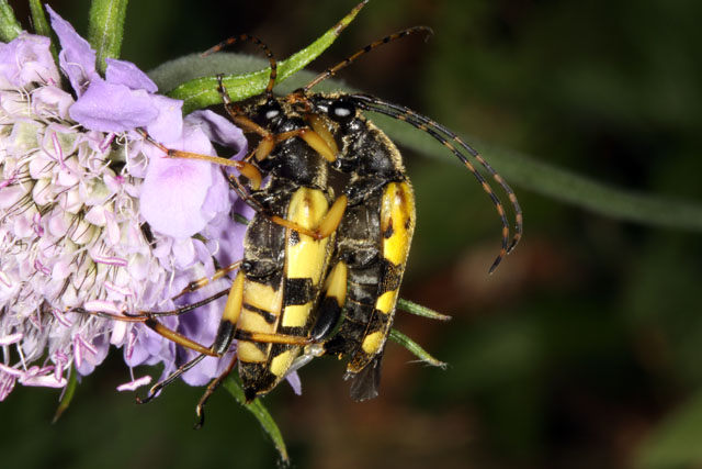 Rutpela maculata - Copyright Denis Bourgeois